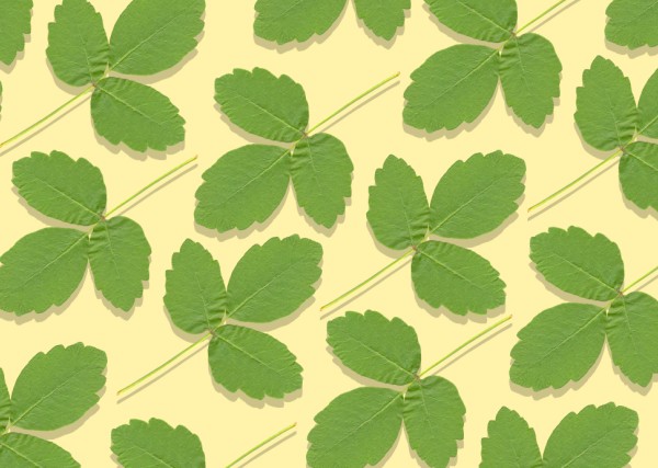 poison ivy leaves