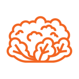 cauliflower